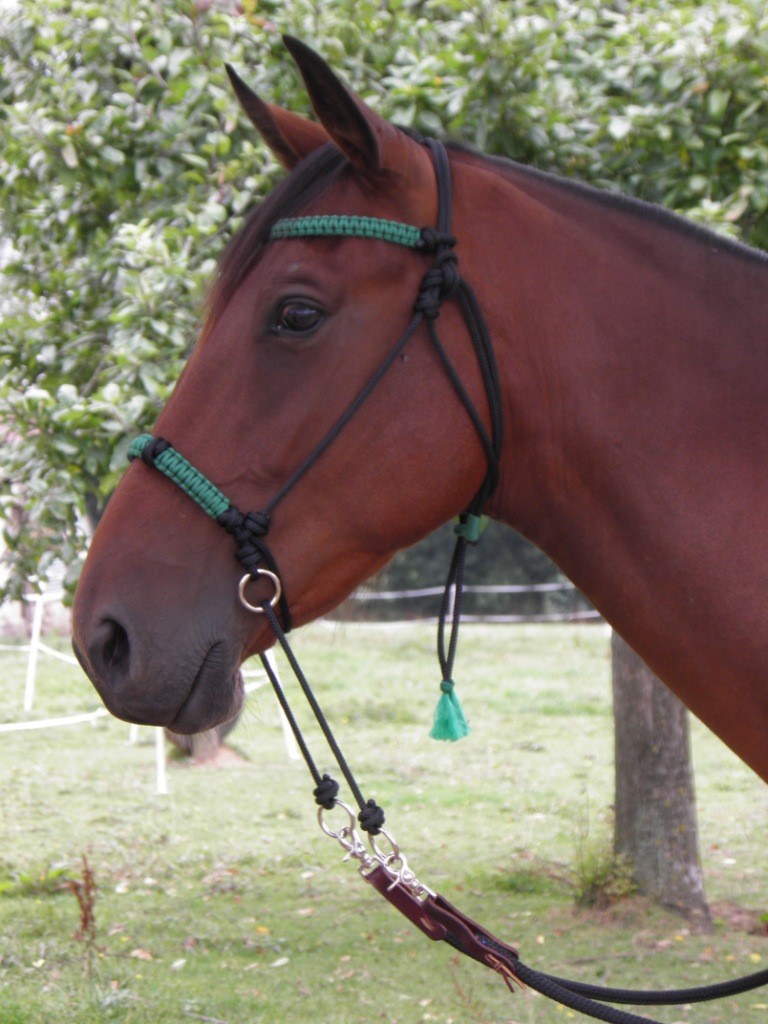 Bosal-Bridle