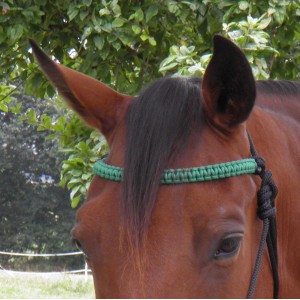 https://www.selleriestpierre.com/116-377-thickbox/braided-rope-browband-cobra.jpg