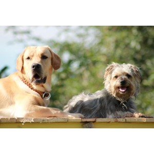 https://www.selleriestpierre.com/86-365-thickbox/braided-choker-collar-for-small-dogs.jpg