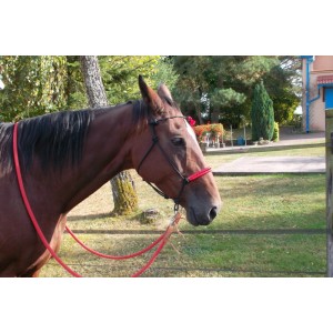 Bitless Rope Bridle
